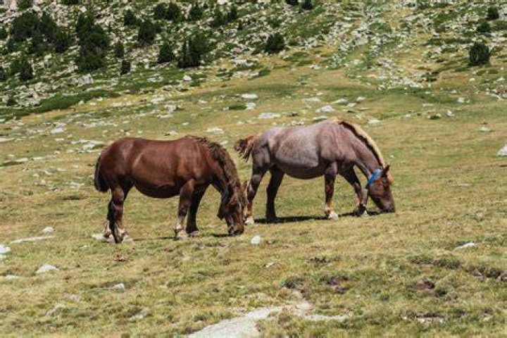 Achieving Horses Mating Successful: Your Guide to Equine Breeding Joy