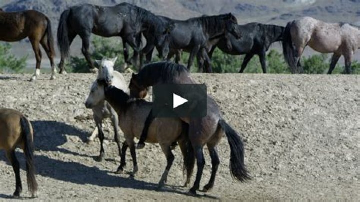 Discovering Horse Mating Naturally: A Look at Equine Instincts