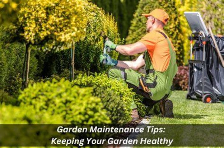 Understanding Daisys Destrcution: Keeping Your Garden's Cheerful Face Bright